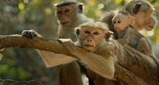 Foto zum Film Im Reich der Affen - Bild 28 auf 30 - FILMSTARTS.de