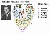 Sistema De Clasificacion De Robert Whittaker - prodesma