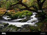 Parque Forestal Tollymore shimna el flujo del río que fluye a través ...