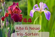 Schwertlilien: 44 alte und neue Iris-Sorten