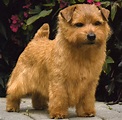 Norfolk Terrier - Puppies, Rescue, Pictures, Information, Temperament ...