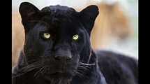 Pantera Negra (Animal): Características e Fotos | Mundo Ecologia