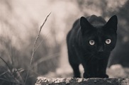 Fondos de Pantalla Gato Negro Contacto visual Animalia descargar imagenes