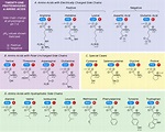 Amino Acid Chart | ChemTalk