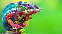 Chameleon Changing Color - Best Of Chameleons Changing Colors ...