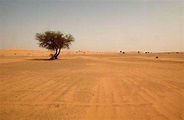 Africa is gardening the Sahel to keep the desert out. Is it working?