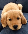 Baby Golden Retriever | Puppies, Cute dogs, Golden retriever baby