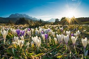 7 Blumen- und Kräuterwanderungen - Bergwelten