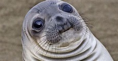 Awkward Moment Seal Is the Meme for All Your Slippery Situations