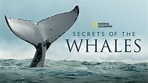 Watch Secrets of the Whales | Full episodes | Disney+
