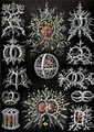 Ernst Haeckel: le affascinanti illustrazioni con cui il biologo ...