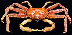 opilio crab | Crab, Crabs animal, Crab species