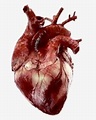 Transparent Real Heart Png - Real Human Heart Png, Png Download ...