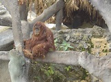 Monkey Jungle - Miami Photo (588908) - Fanpop