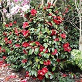 Camellia japonica 'Bob Hope' - Warners Nurseries