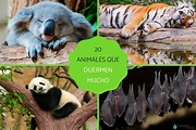 20 animales que duermen mucho - Nombres y FOTOS