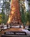 The General Sherman tree, largest tree in the world by volume located ...