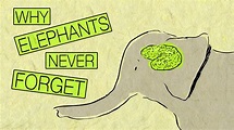 Discover why an elephant's memory is so good | Elephants never forget ...