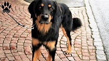 What Is The Rottweiler Golden Retriever Mix - Labrottie.com