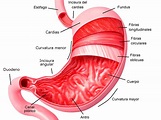 Anatomía del Estomago y sus partes