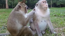 猴子捉虱子,猴子挑虱子的图片_大山谷图库