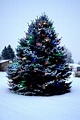 Outdoor Christmas Tree with Lights and Snow Picture | Free Photograph ...