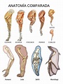 Anatomía Comparada | PDF