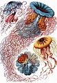 Art Forms of Nature – The Ernst Haeckel Collection ~ Kuriositas