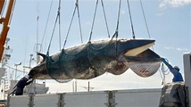 Estas son las razones por las que Japón reanudará la caza de ballenas ...