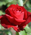 Long stemmed rose (Hybrid Tea) Ingrid Bergman 175mm Pot - Dawsons ...