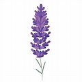 Lavender flower transparent background,Ai Generative 27434258 PNG