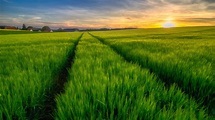 Green Paddy Field Wallpapers - Wallpaper Cave