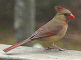 File:Northern Cardinal Female-27527.jpg