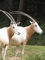 two horns Free Photo Download | FreeImages