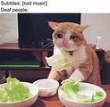 Cat Eating Food Meme - Cat Mania