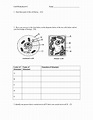 7 Cell Structure And Function Worksheet