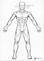 Male Anatomy Drawing Model - Front by Gourmandhast on DeviantArt