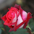 Rosa osiria - Rose - Varietà rose
