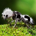 The velvet panda ant : r/Entomology