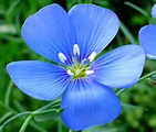 Blue Flax Annual Linum Usitatissimum Organic Seeds
