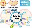 Ciclo de Krebs: o que é, função, etapas, equação - Biologia Net