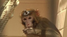 Bremen genehmigt Affen-Versuche der Uni um weiteres Jahr - buten un binnen