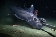 Will Ghost Sharks Vanish Before Scientists Can Study Them? - The New ...