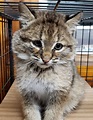 Bobcat kitten battling likely parasite at Northern Michigan facility ...