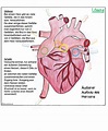 Herzaufbau und der Weg des Blutes durch das Herz - Materialtanten