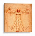 Hombre de Vitruvio - Leonardo Da Vinci - Canvas Lab