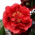 Camellia 'Bob Hope' 6" Pot - Hello Hello Plants & Garden Supplies