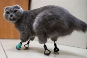 Bionic kitty: Titanium paws give frostbitten feline new lease on life ...