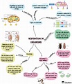Mindmap: Respiration in Organisms Notes | EduRev