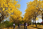 嘉義／全台最美的黃金風鈴木花道——八掌溪河堤 | u 值媒